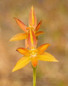 South west WA wildflower: York sun orchid (Thelymitra yorkensis), Near Threatened (Priority 3) flora