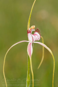 South west WA wildflower: Christmas spider orchid (Caladenia serotina)