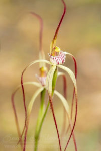South west WA wildflower: late spider orchid (Caladenia ultima), Near Threatened (Priority 2) flora