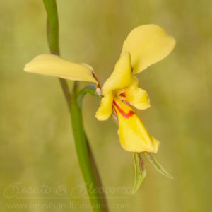 South west WA wildflower: tall donkey orchid (Diuris drummondii), threatened (Vulnerable) flora