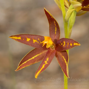 South west WA wildflower: Jackson's sun orchid (Thelymitra jacksonii), Near Threatened (Priority 3) flora