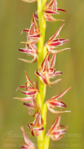 South west WA wildflower: swamp leek orchid (Prasophyllum drummondii)