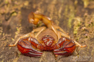 South west WA wildlife: burrowing scorpion (Urodacus novahollandiae)