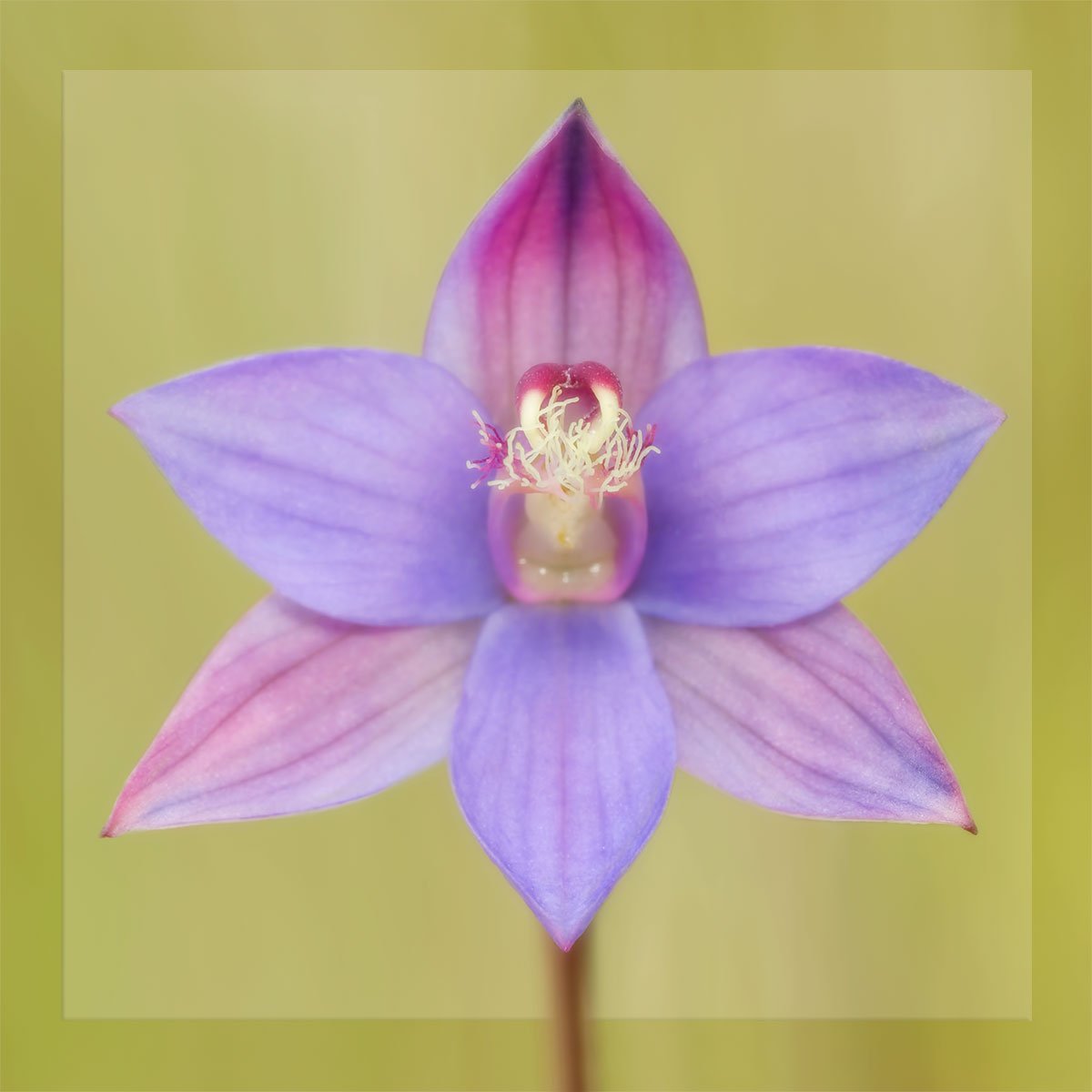Beasts & Blossoms Nature Photography & Handmade Jewellery - every purchase supports wildlife conservation (image: plum sun orchid)