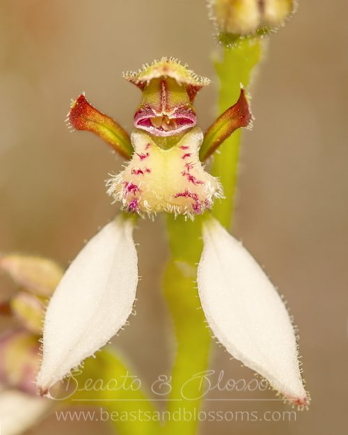 Easter bunny orchid (Eriochilus dilatatus magnus)