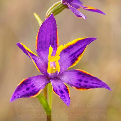 Cleopatra's needles orchid (Thelymitra apiculata)