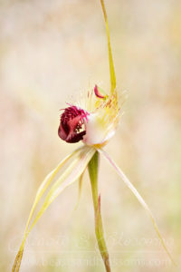 Grand spider orchid (Caladenia huegelii), threatened (Critically Endangered) flora