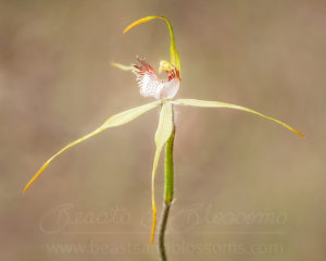 Collie spider orchid (Caladenia leucochila), threatened (Endangered) flora