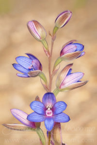 Wandoo sun orchid (Thelymitra latiloba)